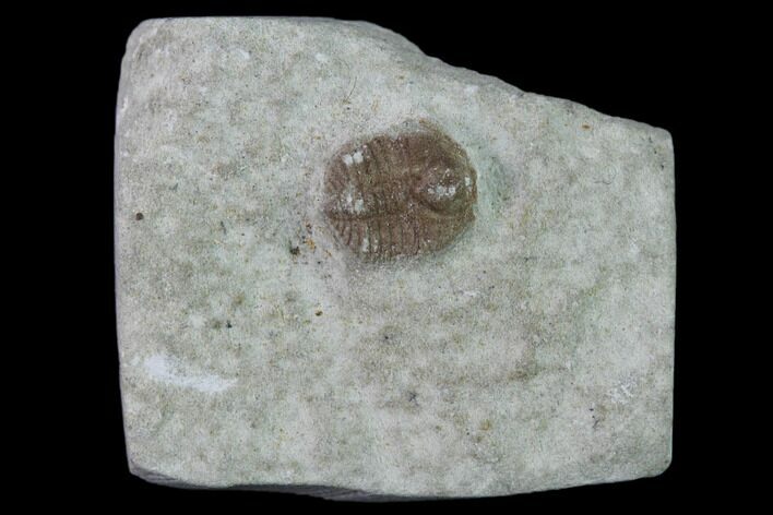 Ordovician Trilobite (Ampyxina) Fossil - Missouri #135521